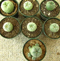 Lophophora Family